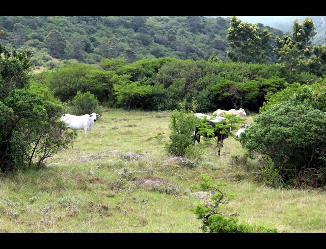 106HA FARM FOR SALE IN EAST LONDON CENTRAL